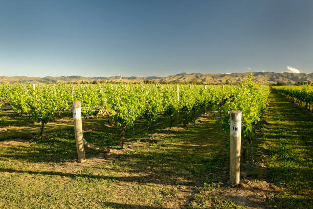 winnica, winnica nowa zelandia, typowy krajobraz marlborough z winnicami i drogami - marlborough region zdjęcia i obrazy z banku zdjęć
