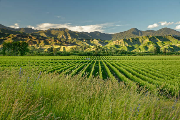 ぶどう畑、ワイナリー ニュージーランド、ブドウ畑と道路で典型的なマールボロ地方の風景 - marlborough region zealand new landscape ストックフォトと画像