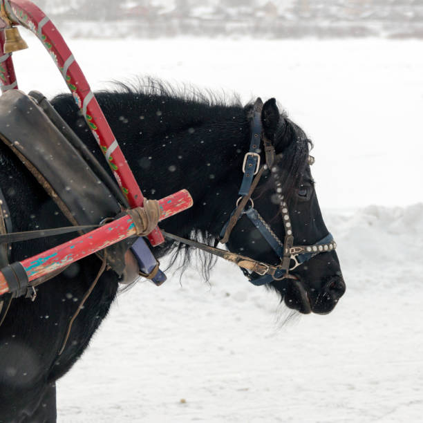 istock Black horse in harness in the winter on white background 1125877205