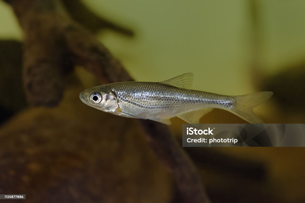 Chub - Alburnoides bipunctatus - fish under water. Minnow - Fish Stock Photo