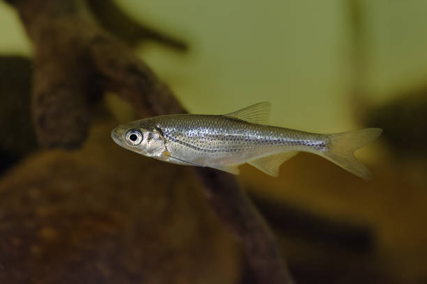 Chub - Alburnoides bipunctatus - fish under water. Chub - Alburnoides bipunctatus - fish under water. cypriniformes photos stock pictures, royalty-free photos & images