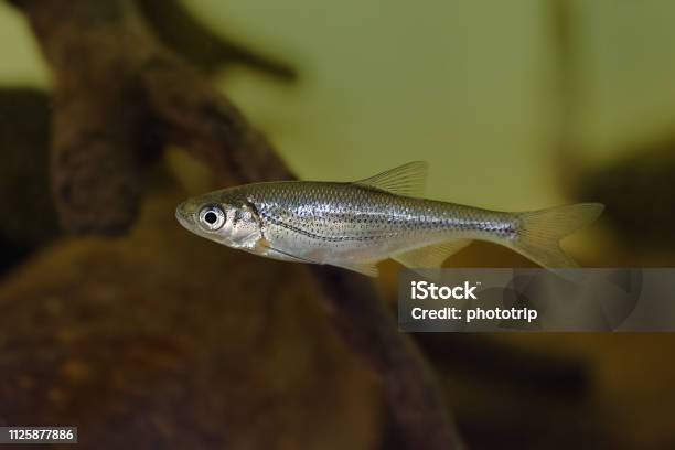 Chub Alburnoides Bipunctatus Fish Under Water Stock Photo - Download Image Now - Minnow - Fish, Lake, Pond