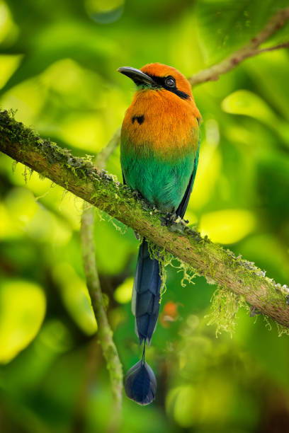 Broad-billed Motmot - Electron platyrhynchum Broad-billed Motmot - Electron platyrhynchum found in Bolivia, Brazil, Colombia, Costa Rica, Ecuador, Honduras, Nicaragua, Panama, Peru. Natural habitats are moist lowland forest motmot stock pictures, royalty-free photos & images