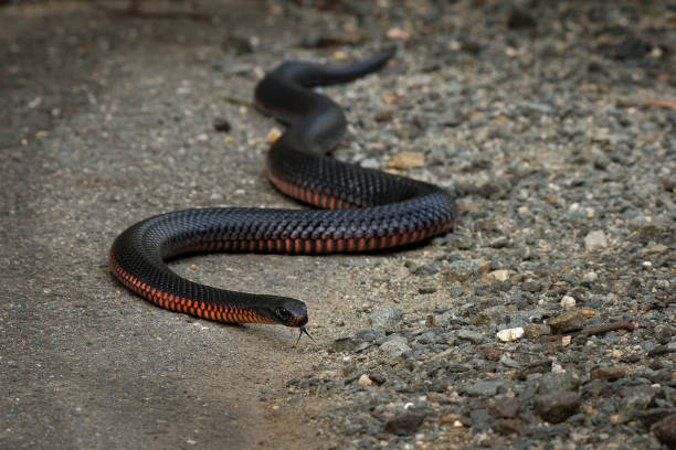 Red-bellied Black Snake - Pseudechis porphyriacus