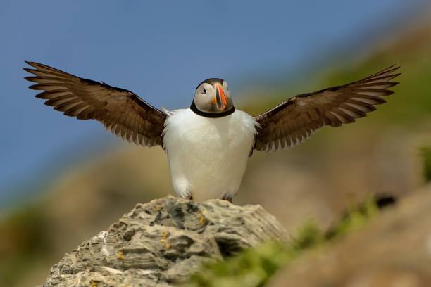 istock Atlantic Puffin flapping with wings on Hornoya 1125878095