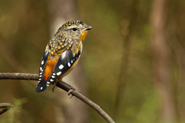 Spotted Pardalote - Pardalotus punctatus small australian bird