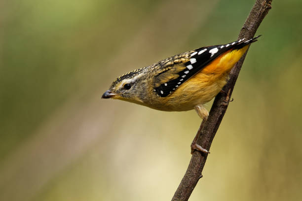 istock Spotted Pardalote - Pardalotus punctatus small australian bird 1125878260