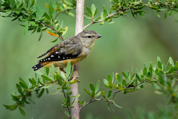 istock Spotted Pardalote - Pardalotus punctatus small australian bird 1125878284