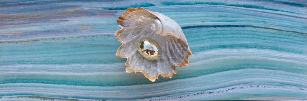 istock decorative seashell with pearls on the sea background 1125880223