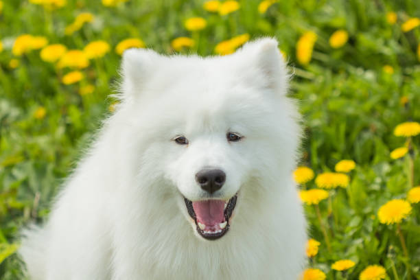 istock Funny Samoyed dog with open mouth 1125882431
