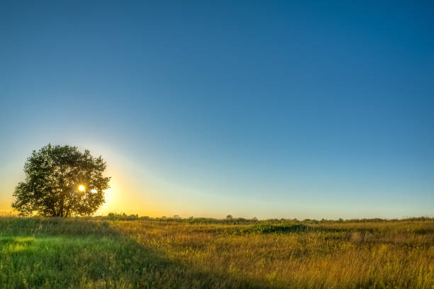 istock Beautiful landscape with oak and setting sun 1125882461