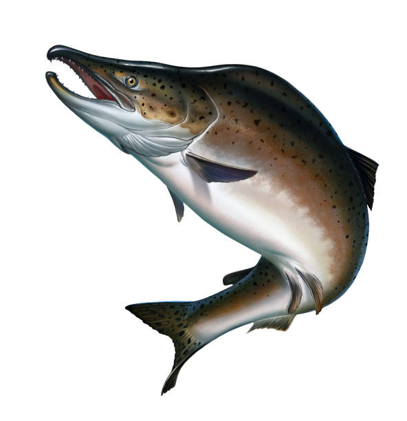istock Pink salmon on white. Atlantic salmon or pink salmon on a white background. 1125883536