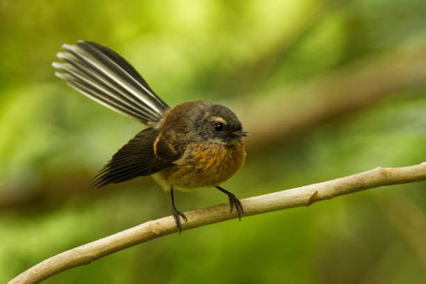 rhipidura fuliginosa - fantail - piwakawaka na língua maori - fuliginosa - fotografias e filmes do acervo