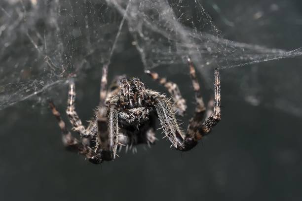 spider (araneus sp.) sitting upside down in its web - white animal eye arachnid australia imagens e fotografias de stock
