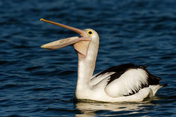 istock The Australian pelican (Pelecanus conspicillatus) 1125883575
