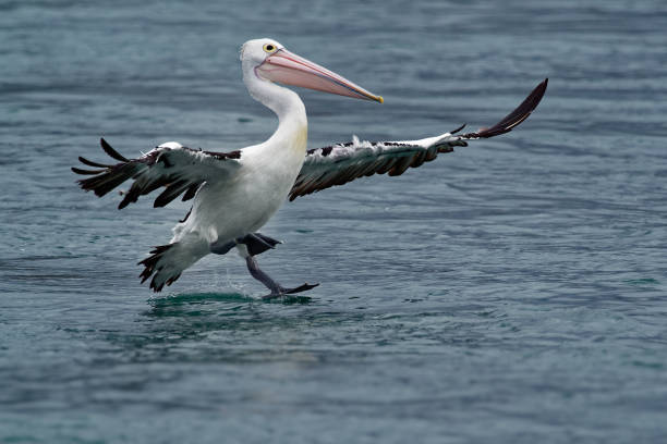 istock The Australian pelican (Pelecanus conspicillatus) 1125883640