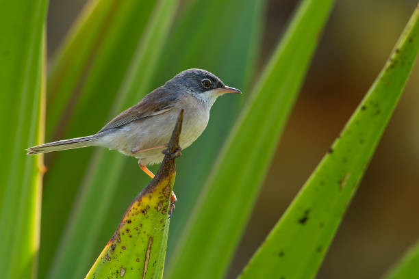 istock Spectacled Warbler - Sylvia conspicillata 1125883657