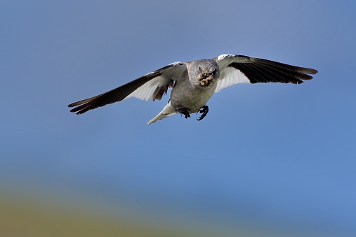 White-winged Snowfinch - Montifringilla nivalis captured in flight in Alps