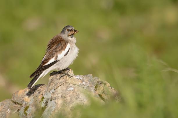 istock White-winged Snowfinch - Montifringilla nivalis 1125883733