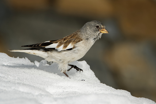 White-winged Snowfinch - Montifringilla nivalis on the snow in Alps in Winter (Zell am See, Kaprun).