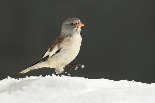 White-winged Snowfinch - Montifringilla nivalis on the rock in winter Alps with snow