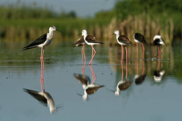 istock Black-winged Stilt - Himantopus himantopus 1125883957