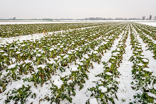 Large field with converging long rows of organic cultivated Broccoli plants covered with snow. The photo was taken on the field of a specialized Dutch grower near the village of Drimmelen, North Brabant.