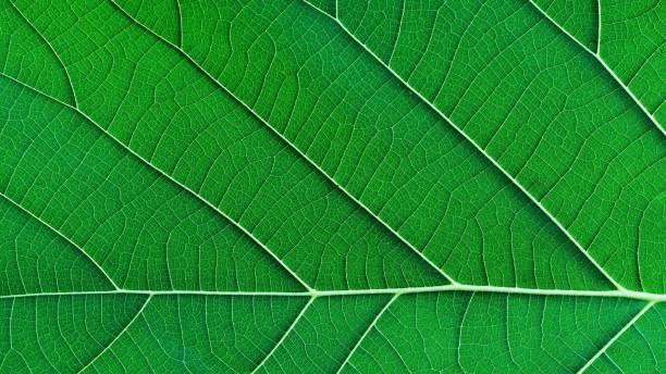 istock Rich green rim light leaf texture see through symmetry vein structure, beautiful nature texture background concept, copy space, 16:9 1125885579