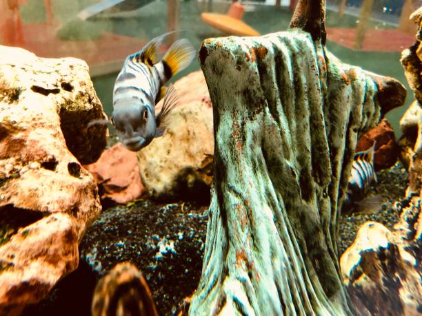 istock Golden fish in aquarium 1125886072