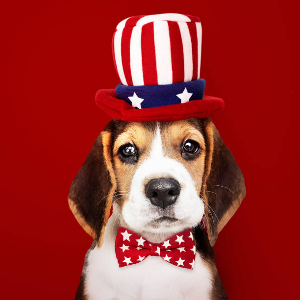 istock Cute Beagle puppy in Uncle Sam hat and bow tie 1125886454