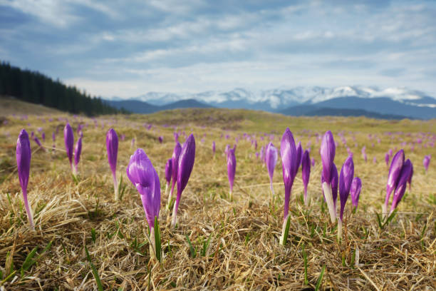 istock Flowers in the mountains 1125886514