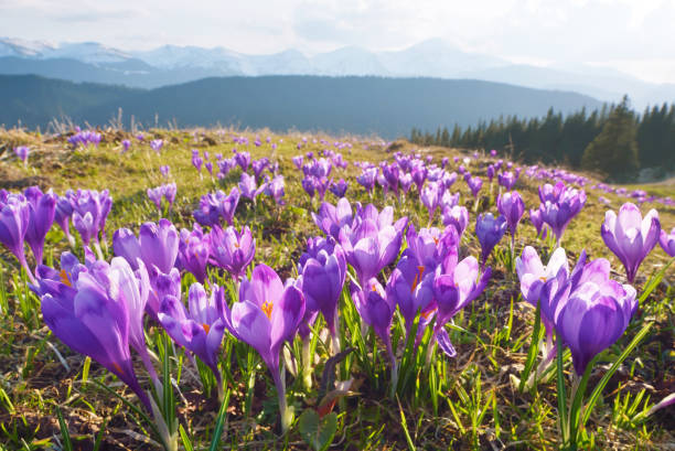 山で咲くクロッカス - spring crocus temperate flower european alps ストックフォトと画像