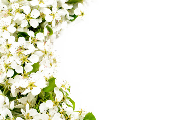 istock Spring flowers. White flowers on white wooden background. Flat lay, top view, copy space 1125887252