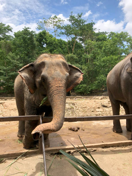 istock Elephants Standing Against Trees In Forest During Sunny Day 1125889039