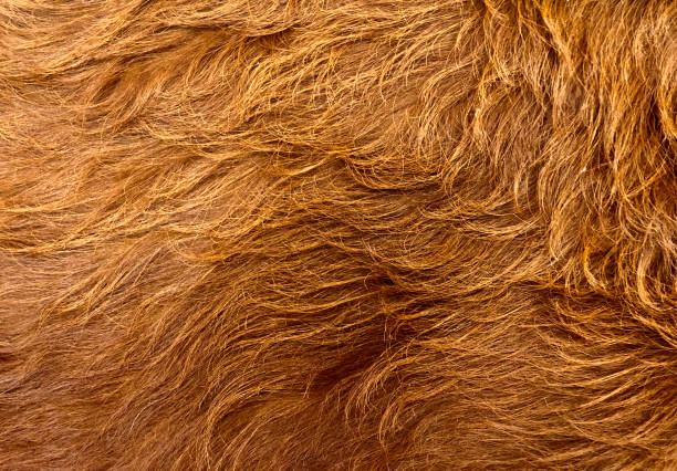 pełnoklatkowe ujęcie psiej sierści - color image animal dog animal hair zdjęcia i obrazy z banku zdjęć