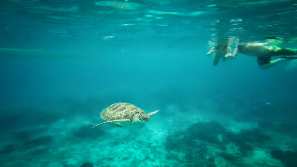 istock People With Turtle Swimming In Sea 1125889468