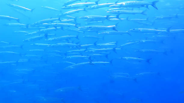 istock Fishes Swimming In Sea 1125889575