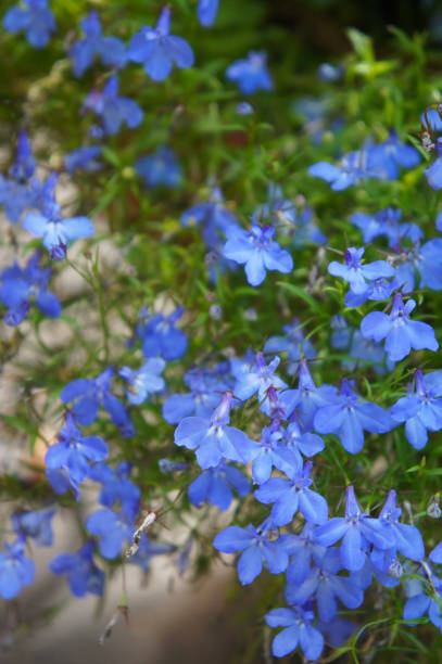 istock Lobelia erinus many blue flowers 1125891560