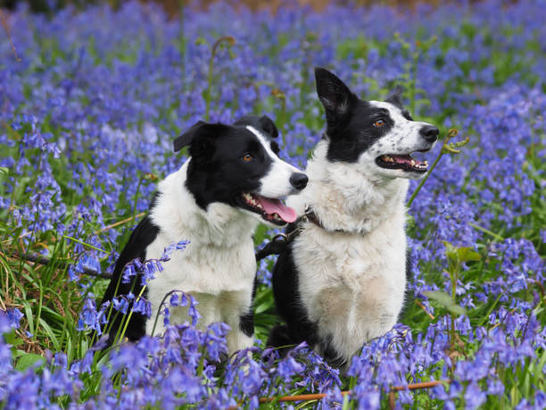 istock Dog in Bluebells 1125892185