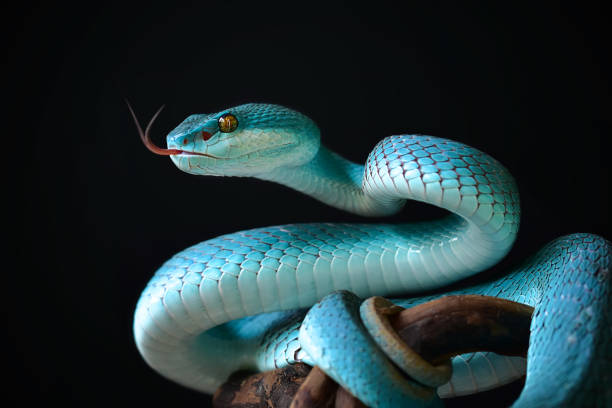 blaue insularis schlange - snake wildlife tropical rainforest reptile stock-fotos und bilder