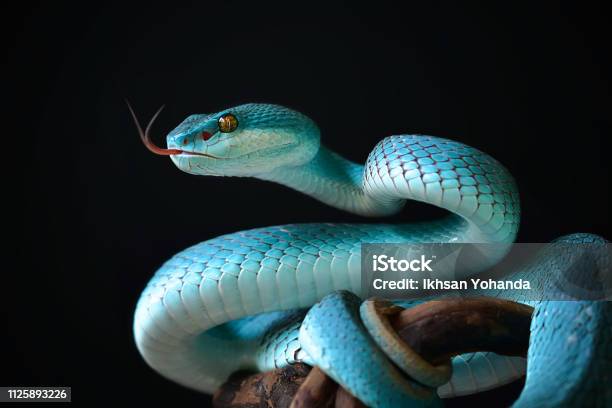 Foto de Cobra Azul Insularis e mais fotos de stock de Cobra