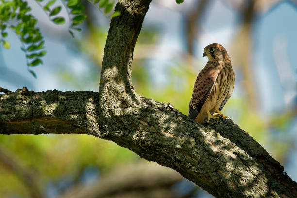 istock Eurasian Kestrel - Falco tinnunculus 1125893966