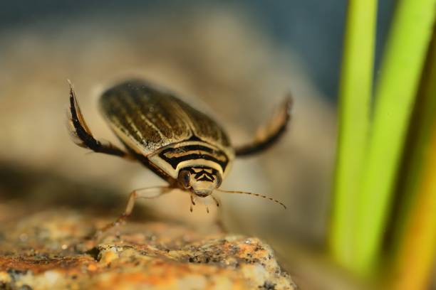 geringerem diving beetle (acilius sulcatus) - aquatisches lebewesen stock-fotos und bilder