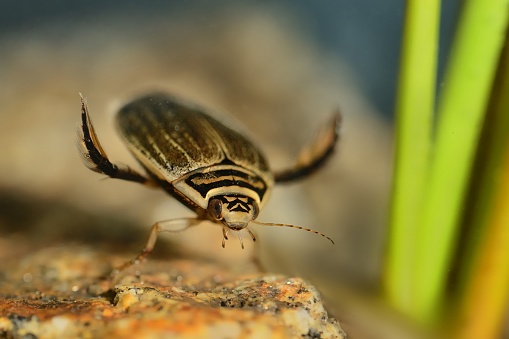 Escarabajo menor de buceo (Acilius sulcatus) photo