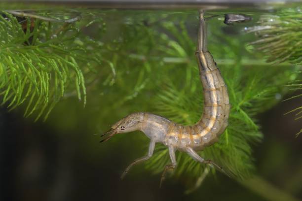 Great Diving Beetle nymph - Dytiscus marginalis nymph under water.