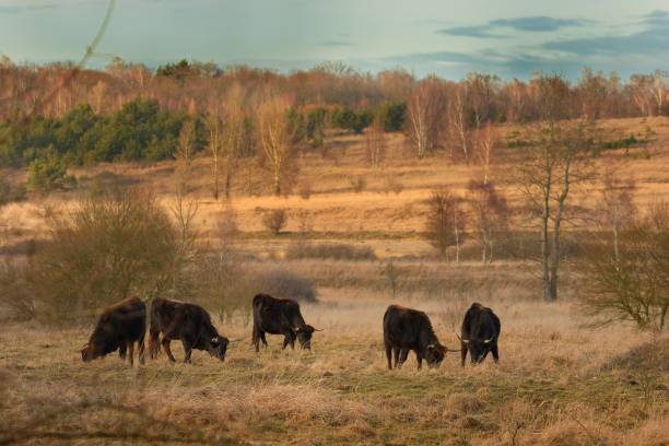 auroque (bos primigenius) nas estepes milovice - auroch - fotografias e filmes do acervo