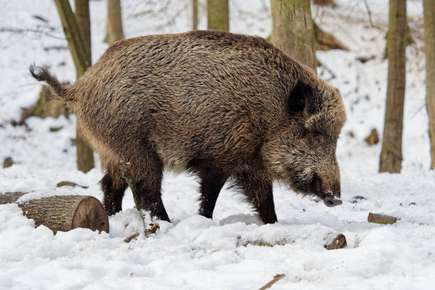 istock Eurasian Wild Boar - Sus scrofa on the white snow 1125894217