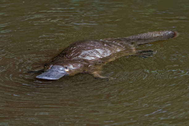 dziobaka - ornithorhynchus anatinus, dziobaka dziobowego kaczki - duck billed platypus wildlife animal endangered species zdjęcia i obrazy z banku zdjęć