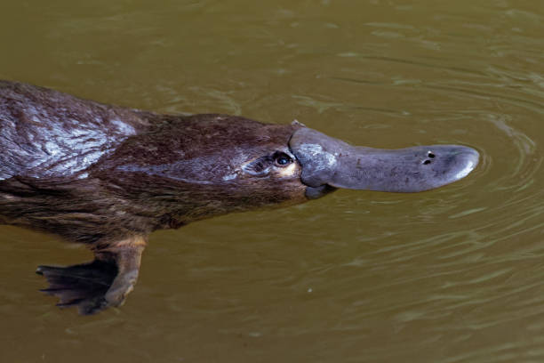 Platypus - Ornithorhynchus anatinus, duck-billed platypus Platypus - Ornithorhynchus anatinus, duck-billed platypus, semiaquatic egg-laying mammal endemic to eastern Australia, including Tasmania. duck billed platypus stock pictures, royalty-free photos & images