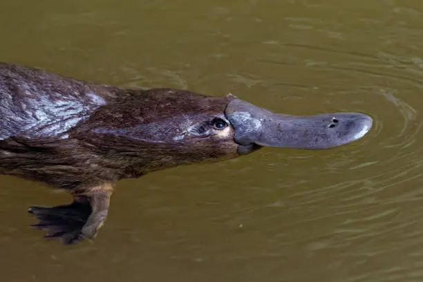 Photo of Platypus - Ornithorhynchus anatinus, duck-billed platypus